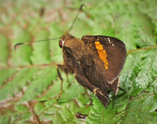 Venada lamella (Burns, 2013). Rio Tunki 1738 m., Caranavi, Yungas, Bolivia d. 13 january 2020. Photographer; Peter Mllmann