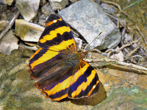 Bolivian Banner, Epiphile boliviana (Rber, 1914). Rio Tunki 1738 m., Caranavi, Yungas, Bolivia d. 17 february 2020. Photographer; Peter Mllmann