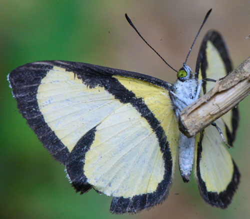 Baeotis felix (Hewitson, 1874). Rio Tunki 1740m., Caranavi, Yungas, Bolivia d. 29 january 2020. Photographer; Gottfried Siebel