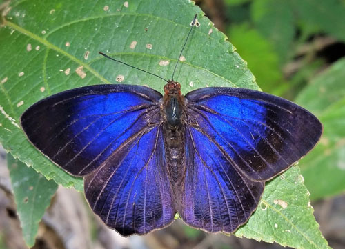 Orphise Purplewing, Eunica orphise (Cramer, 1775) . Pusiliani, Caranavi, Yungas, Bolivia d. 6 january 2020. Photographer; Peter Mllmann