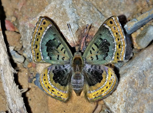 Orange-stitched Metalmark, Chalodeta chaonitis (Hewitson, 1866). Rio Tunki 1738 m., Caranavi, Yungas, Bolivia d. 13 january 2020. Photographer; Peter Mllmann