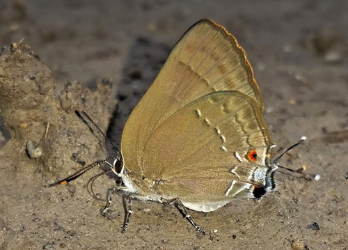 Strophius Hairstreak, Allosmaitia strophius (Godart, 1824). Provincia Caranavi, Yungas, Bolivia d. 19 january 2018. Photographer; Peter Mllmann ID by Christophe Faynel