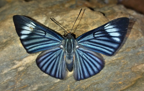 White-rayed Metalmark, Brachyglenis e. esthema (C. Felder & R. Felder, 1862). . Provincia Caranavi, Yungas, Bolivia d. 23 january 2020. Photographer; Peter Mllmann