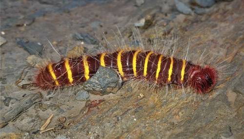 Firetip, Pyrrhopyge species larva. Provincia Caranavi, Yungas, Bolivia d. 23 january 2018. P20tographer; Peter Mllmann