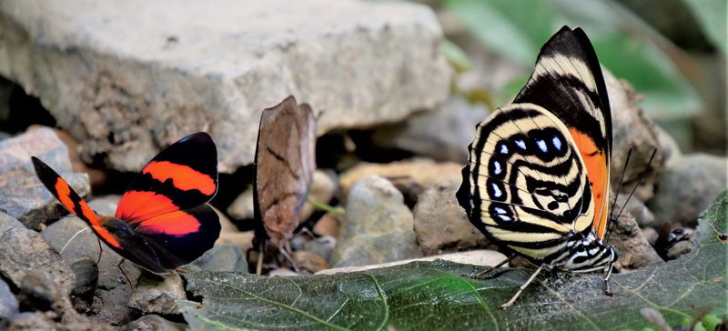 Red Banner, Temenis pulchra (Hewitson, 1861).Orange-striped Leafwing, Memphis philumena (E. Doubleday, 1849) and White-spotted Agrias. Prepona (Agrias) amydon ssp. ferdinandi (Fruhstorfer, 1895). Caranavi, Yungas, Bolivia d. 19 february 2020. Photographer; Peter Mllmann