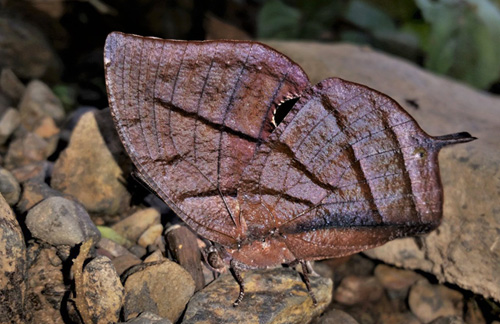 .Orange-striped Leafwing, Memphis philumena (E. Doubleday, 1849) ) . Caranavi, Yungas, Bolivia d. 19 february 2020. Photographer; Peter Mllmann