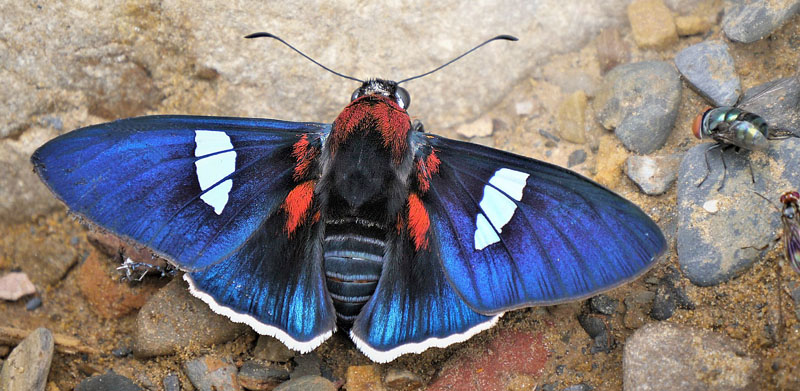 Cometes Skipper, Yanguna cometes ssp. cometides (Mabille & Boulle,1908). Provincia Caranavi, Yungas, Bolivia d. 12 february 2020. Photographer; Peter Mllmann