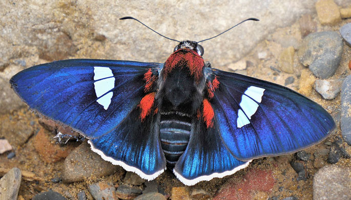 Cometes Skipper, Yanguna cometes ssp. cometides (Mabille & Boulle,1908). Provincia Caranavi, Yungas, Bolivia d. 12 february 2020. Photographer; Peter Mllmann