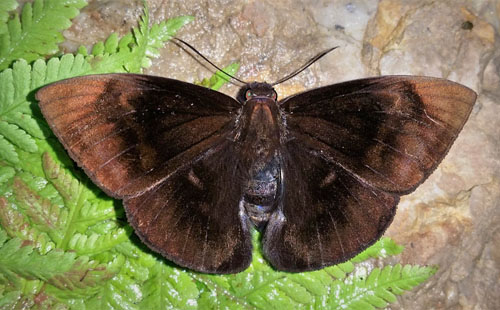 Aethilla gigas (Mabille, 1877). Rio Tunki 1738 m., Caranavi, Yungas, Bolivia d. 13 january 2020. Photographer; Peter Mllmann