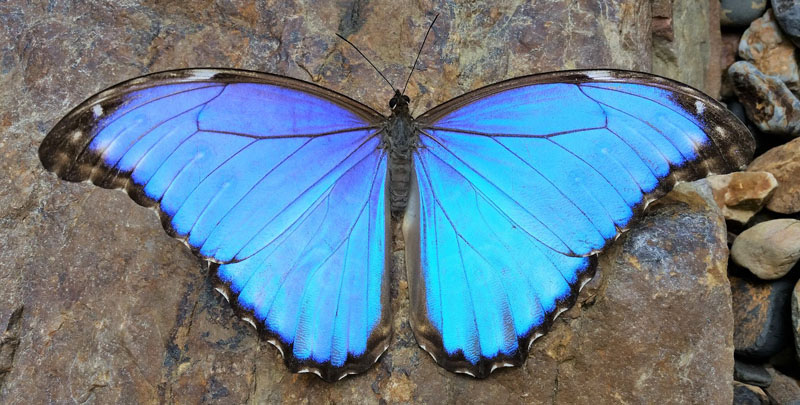 Morpho godartii ssp. lachaumei (Blandin, 2007). Rio Tunki 1738 m., Caranavi, Yungas, Bolivia d. 13 january 2020. Photographer; Peter Mllmann