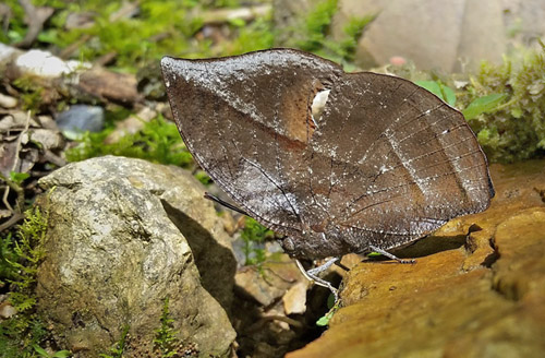 Memphis lineata (Salvin, 1869). Rio Tunki 1738 m., Caranavi, Yungas, Bolivia d. 17 february 2020. Photographer; Peter Møllmann