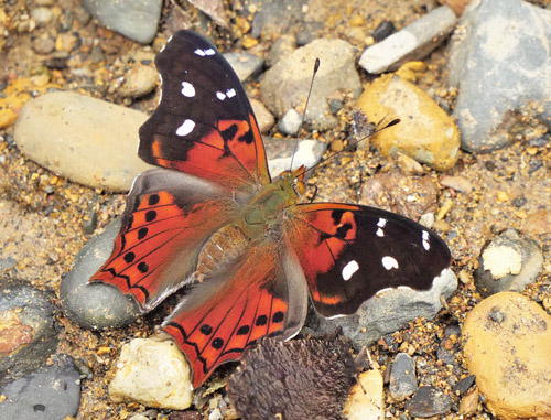 Keferstein's Admiral, Hypanartia kefersteini (Doubleday, 1847) . Rio Tunki 1740m., Caranavi, Yungas, Bolivia d. 26 january 2020. Photographer; Peter Mllmann