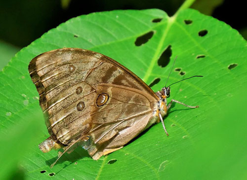 Aurora Morpho, Morpho aurora (Westwood, 1851). Rio Tunki 1738 m., Caranavi, Yungas, Bolivia d. 13 january 2020. Photographer; Peter Mllmann