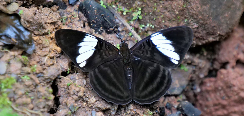 White-barred Sister, Adelpha epione ssp. agilla (Fruhstorfer, 1907). Monte Pelado, 990 m.Alto Beni, Yungas, Bolivia d. 11 january 2020. Photographer; Peter Mllmann