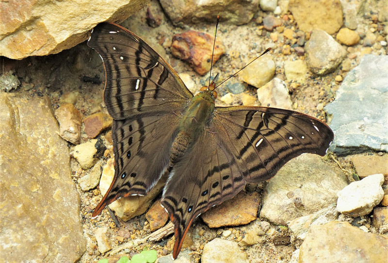 Banded Mapwing, Hypanartia dione (Latreille, 1813).  Rio Tunki 1738 m., Caranavi, Yungas, Bolivia d. 16 february 2020. Photographer; Peter Mllmann