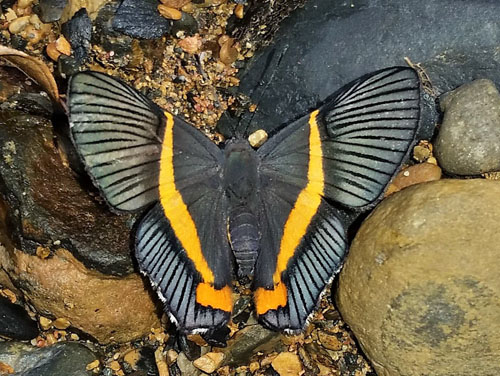 Siseme atrytone (Thieme, 1907). Rio Tunki 1738 m., Caranavi, Yungas, Bolivia d. 13 january 2020. Photographer; Peter Mllmann