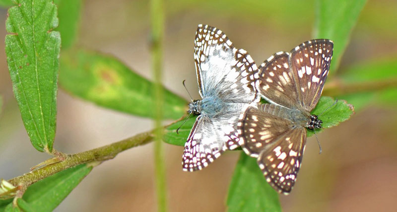 Orcus Checkered-Skipper, Pyrgus orcus (Stoll, 1780). Garrapatuni, Caranavi, Yungas, Bolivia d. 7 january 2020. Photographer; Nikolaj Kleissl