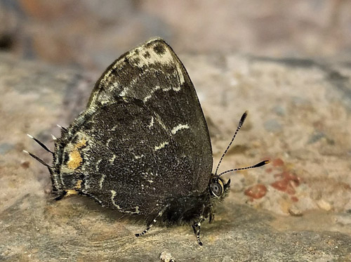 Hewitson's Blackstreak. Ocaria ocrisia (Hewitson, 1868). Provincia Caranavi, Yungas, Bolivia d. 23 january 2020. Photographer; Peter Mllmann