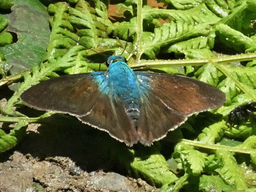 Pervivax Skipper, Chrysoplectrum pervivax (Hbner, 1819). Provincia Caranavi, Yungas, Bolivia d. 17 january 2018. Photographer; Kirsten Matthiesen