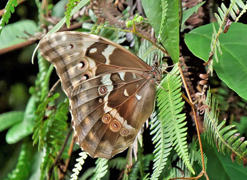 Giant Light-blue Morpho, Morpho godartii (Gurin-Mneville, 1844) female. Pusilliani, Caranavi, Yungas, Bolivia d. 14 february 2020. Photographer; Peter Mllmann