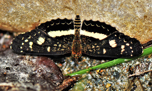 Angusta Crescent, Castilia angusta (Hewitson, 1868).  Rio Tunki 1740m., Caranavi, Yungas, Bolivia d. 26 january 2020. Photographer; Peter Mllmann