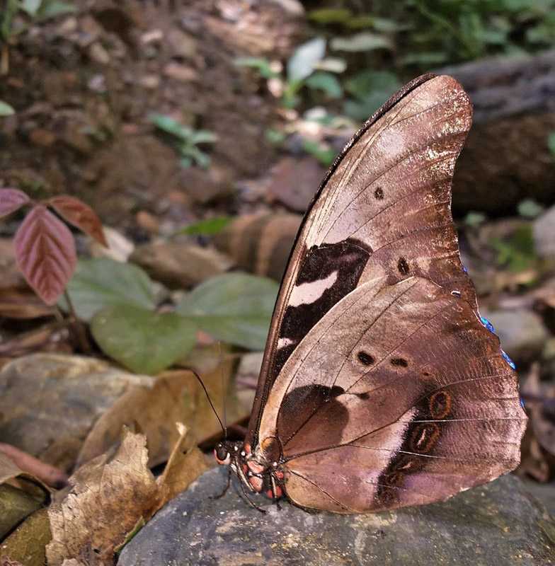 Sickle-winged Morpho, Morpho rhetenor (Cramer, 1775). Provincia Caranavi, Yungas, Bolivia d. 19 january 2020. Photographer; Peter Mllmann