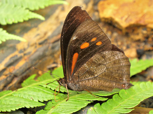 Corades medeba (Hewitson, 1850). Rio Tunki 1738 m., Caranavi, Yungas, Bolivia d. 13 january 2020. Photographer; Peter Mllmann