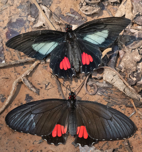 Vertumnus Cattle-heart, Parides vertumnus ssp. astorius (J. Zikn, 1940) male and female. Comunidad Bioceanica, Bolpebra, North Bolivia august 31, 2020. Photographer; Gottfried Siebel