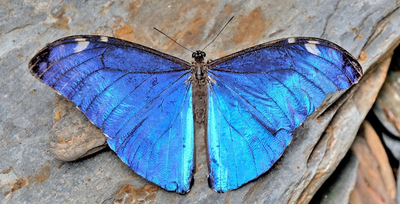 Adonis Morpho, Morpho marcus ssp. intermedia (Kaye, 1917). Pusiliani, Caranavi, Yungas, Bolivia d. 7 january 2020. Photographer; Peter Mllmann