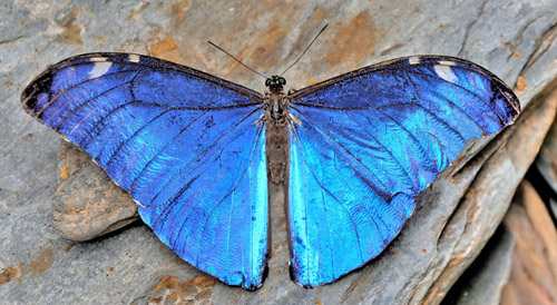 Adonis Morpho, Morpho marcus ssp. intermedia (Kaye, 1917). Pusiliani, Caranavi, Yungas, Bolivia d. 7 january 2020. Photographer; Peter Møllmann