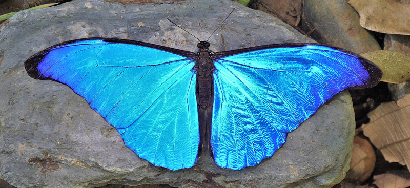 Sickle-winged Morpho, Morpho rhetenor (Cramer, 1775). Provincia Caranavi, Yungas, Bolivia d. 19 january 2018. Photographer; Peter Mllmann