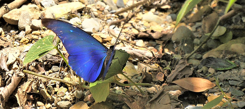 Sickle-winged Morpho, Morpho rhetenor (Cramer, 1775). Provincia Caranavi, Yungas, Bolivia d. 25  january 2018. Photographer; Peter Mllmann