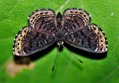 Orange-stitched Metalmark, Chalodeta chaonitis (Hewitson, 1866) female. Rio Tunki 1740m., Caranavi, Yungas, Bolivia d. 26 january 2020. Photographer; Peter Mllmann