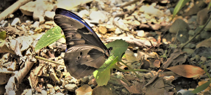 Sickle-winged Morpho, Morpho rhetenor (Cramer, 1775). Provincia Caranavi, Yungas, Bolivia d. 25  january 2020. Photographer; Peter Mllmann