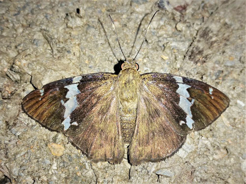 Broad Banded-Skipper, Autochton neis (Geyer, 1832). Provincia Caranavi, Yungas, Bolivia d. 12 february 2020. Photographer; Peter Mllmann