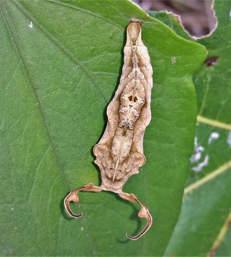 Cracker, Hamadryas species pupa. Pusilliani, Caranavi, Yungas, Bolivia d. 14 february 2020. Photographer; Peter Mllmann