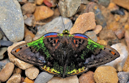 Rainbow Metalmark, Caria trochilus (Erichson, 1849). Rio Tunki 1738 m., Caranavi, Yungas, Bolivia d. 16 february 2020. Photographer; Peter Mllmann