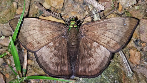 Gorgopas agylla (Mabille, 1898). ID by Tiago Barbosa. Rio Tunki 1740m., Caranavi, Yungas, Bolivia d. 26 january 2020. Photographer; Peter Mllmann