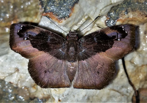 Zera nolckeni (Mabille, 1891). Rio Tunki 1738 m., Caranavi, Yungas, Bolivia d. 13 january 2020. Photographer; Peter Mllmann