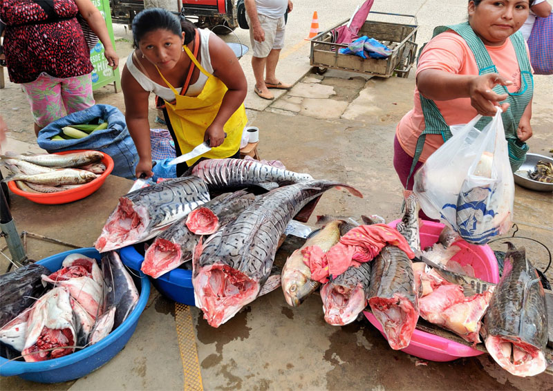 "Surubim" fish, Pseudoplatystoma species from the market in Rurrenabague, Bolivia d. 10 december 2019. Photographer; Peter Mllmann