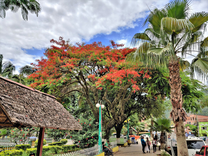 Flamboyant tree, Delonix regia, from the plaza. Caranavi, Yungas, Bolivia d. 5 december 2019. Photographer; Peter Mllmann