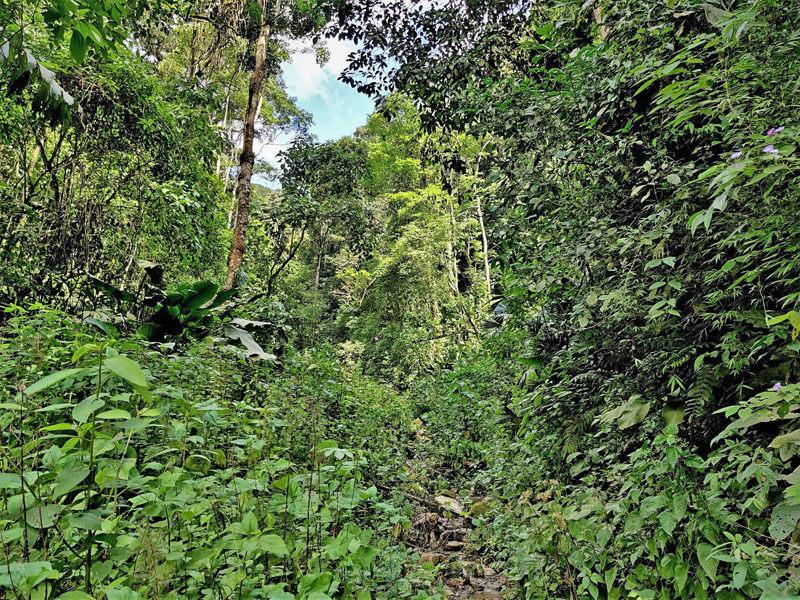 Monte Pelado 990 m., Alto Beni, Yungas, Bolivia d. 11 january 2020. Photographer; Peter Mllmann