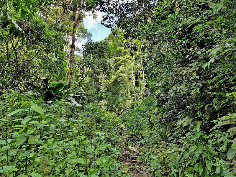 Monte Pelado 990 m., Alto Beni, Yungas, Bolivia d. 11 january 2020. Photographer; Peter Mllmann