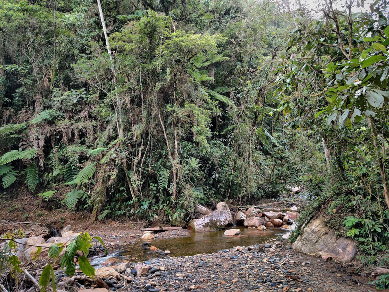 Rio Tunki 1740m., Caranavi, Yungas, Bolivia d. 26 january 2020. Photographer; Peter Mllmann