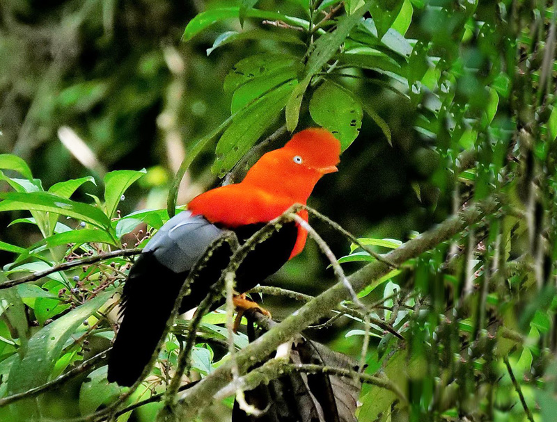 Tunqui, Rupicola peruvianus (Latham, 1790). .Rio Tunki, Caranavi, Yungas, Bolivia d. 16 february 2020. Photographer; Peter Mllmann