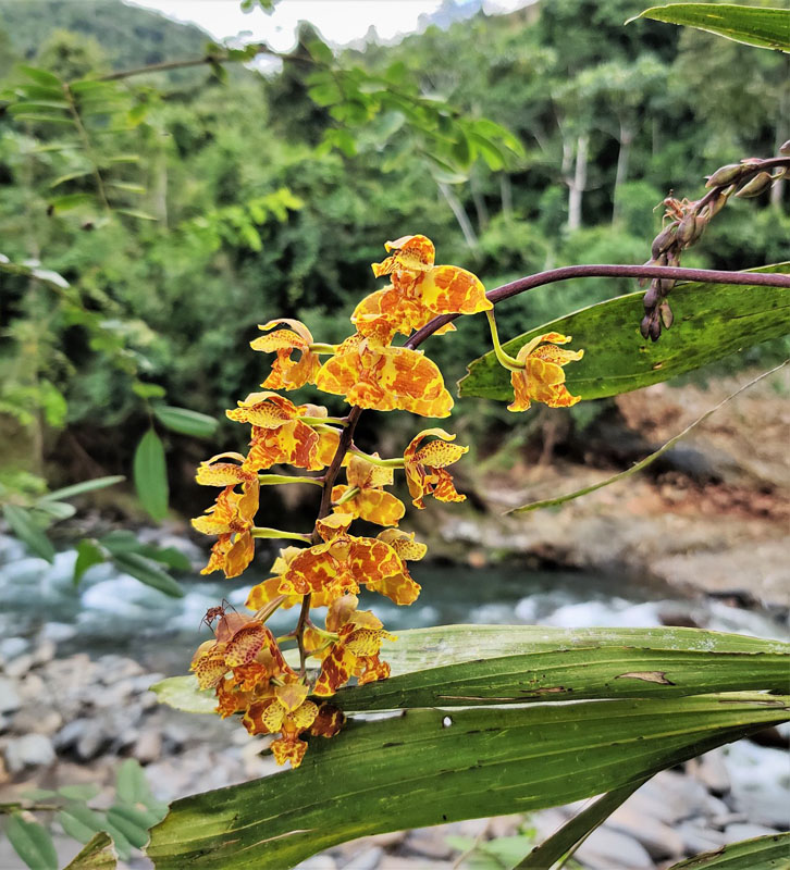Orchid. Pusiliani, Caranavi, Yungas, Bolivia d. 6 january 2020. Photographer; Peter Møllmann