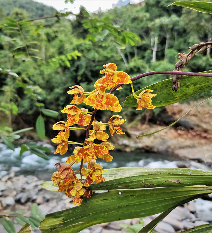 Orchid. Pusiliani, Caranavi, Yungas, Bolivia d. 6 january 2020. Photographer; Peter Mllmann