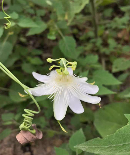 Vild Passiflora species. Provincia Caranavi, Yungas, Bolivia d. 17 january 2020. Photographer; Nikolai Kleissl