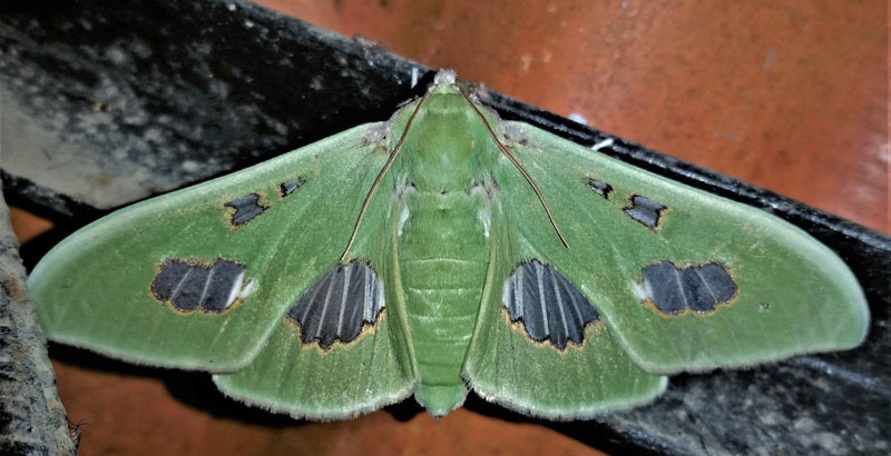 Moonlight Queen, Siga liris  (Cramer, 1775) han. Subfamily: Spilomlinae. Family: Crambidae.  Caranavi, Yungas, Bolivia d. 29 december 2019. Photographer; Peter Mllmann