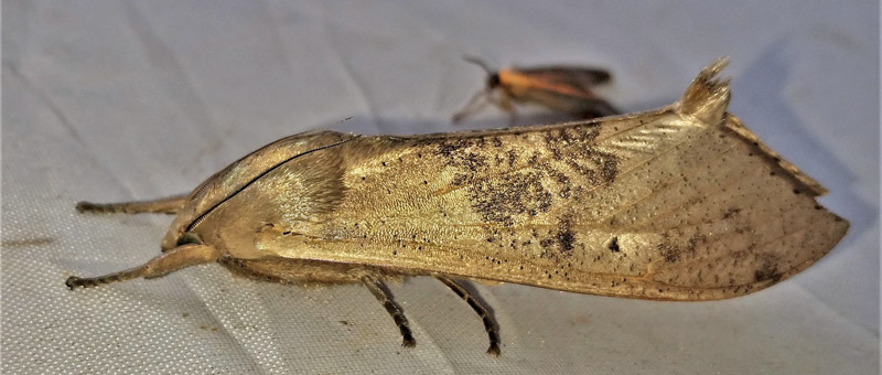 Pyrallid Moths, Pyralidae species. Caranavi, Yungas, Bolivia d. 22 february 2020. Photographer; Peter Møllmann